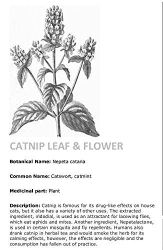 Catnip Organic Premium Blend | Fresh and Dried, Safe for Cats | Natural Cat Treat Better for The Environment Better for Your Cat | Buddy Bits Made in Canada (Medium Size Bag)